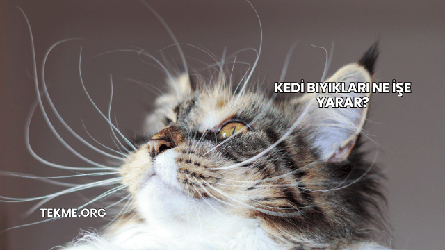 Kedi Bıyıkları Ne İşe Yarar?