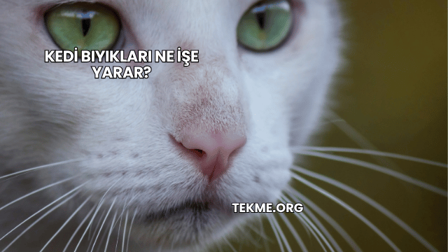 Kedi Bıyıkları Ne İşe Yarar?