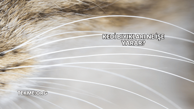 Kedi Bıyıkları Ne İşe Yarar?