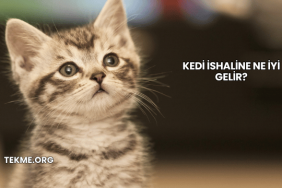 Kedi İshaline Ne İyi Gelir?