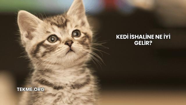 Kedi İshaline Ne İyi Gelir?