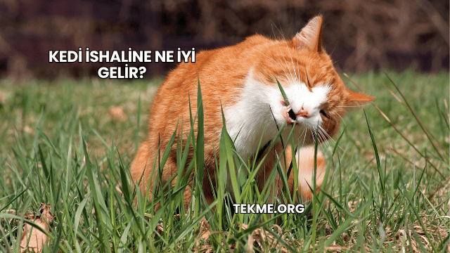 Kedi İshaline Ne İyi Gelir?