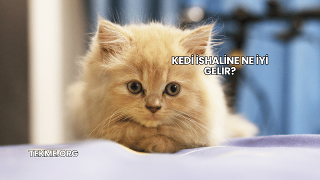 Kedi İshaline Ne İyi Gelir?