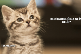 Kedi Kabızlığına Ne İyi Gelir?