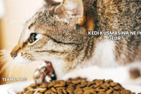 Kedi Kusmasına Ne İyi Gelir?