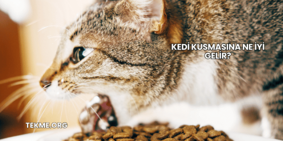 Kedi Kusmasına Ne İyi Gelir?