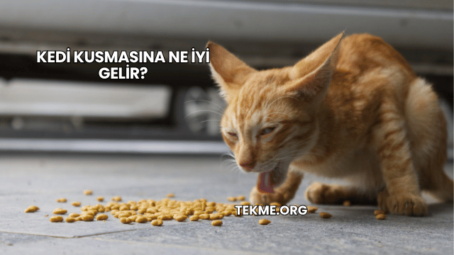 Kedi Kusmasına Ne İyi Gelir?
