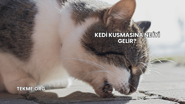 Kedi Kusmasına Ne İyi Gelir?