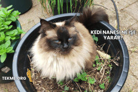Kedi Nanesi Ne İşe Yarar?