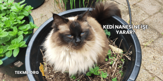 Kedi Nanesi Ne İşe Yarar?