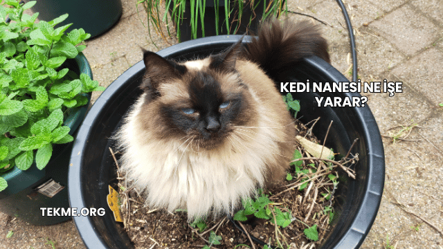 Kedi Nanesi Ne İşe Yarar?