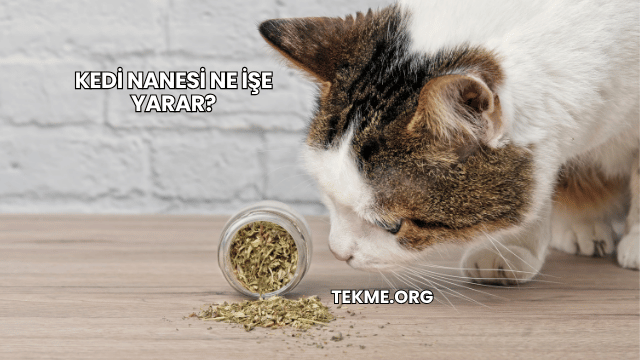 Kedi Nanesi Ne İşe Yarar?