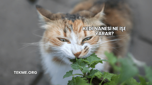Kedi Nanesi Ne İşe Yarar?