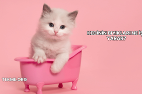 Kedinin Bıyıkları Ne İşe Yarar?