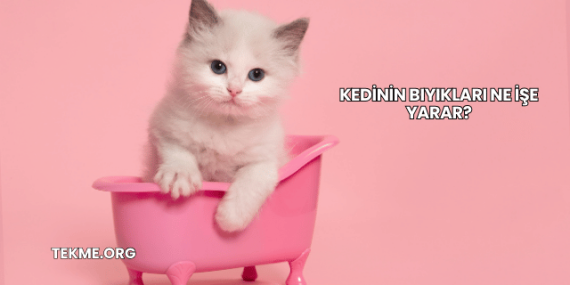 Kedinin Bıyıkları Ne İşe Yarar?