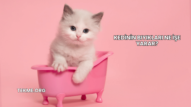 Kedinin Bıyıkları Ne İşe Yarar?