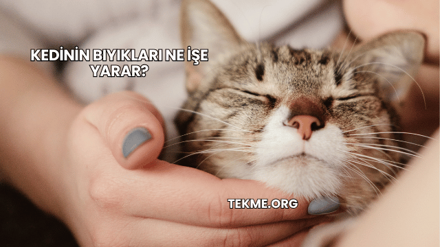 Kedinin Bıyıkları Ne İşe Yarar?