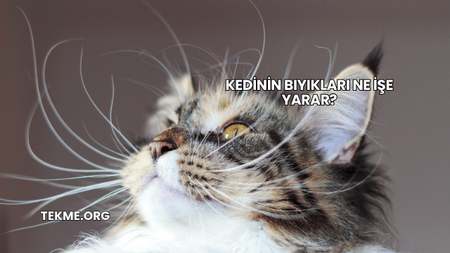 Kedinin Bıyıkları Ne İşe Yarar?