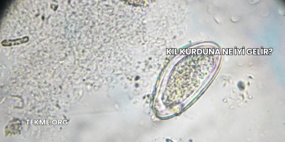 Kıl Kurduna Ne İyi Gelir?