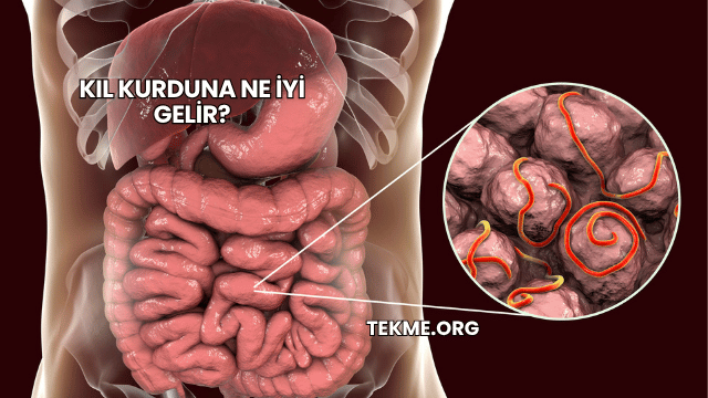 Kıl Kurduna Ne İyi Gelir?