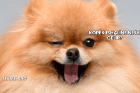 Köpek İshaline Ne İyi Gelir?