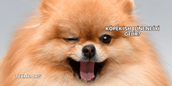 Köpek İshaline Ne İyi Gelir?
