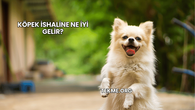 Köpek İshaline Ne İyi Gelir?