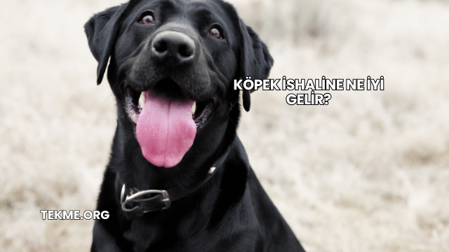Köpek İshaline Ne İyi Gelir?