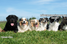 Köpeklerde İshale Ne İyi Gelir?