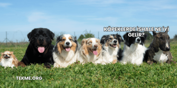 Köpeklerde İshale Ne İyi Gelir?