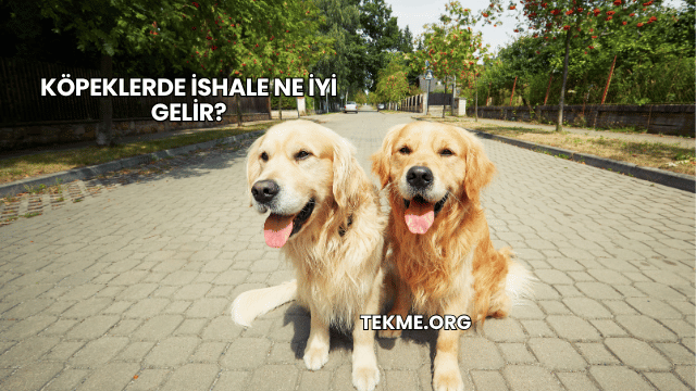 Köpeklerde İshale Ne İyi Gelir?