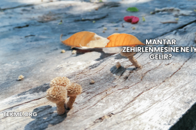 Mantar Zehirlenmesine Ne İyi Gelir?