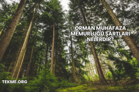Orman Muhafaza Memurluğu Şartları Nelerdir?