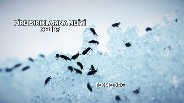 Pire Isırıklarına Ne İyi Gelir?