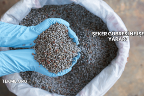 Şeker Gübresi Ne İşe Yarar?