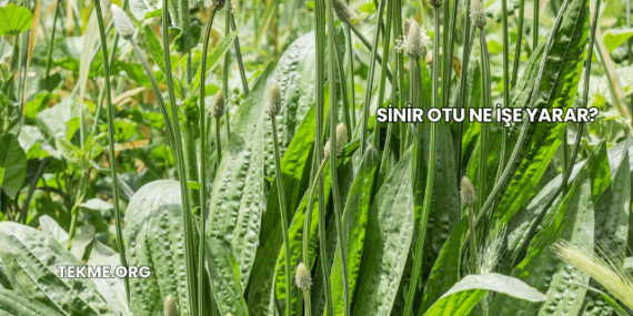 Sinir Otu Ne İşe Yarar?