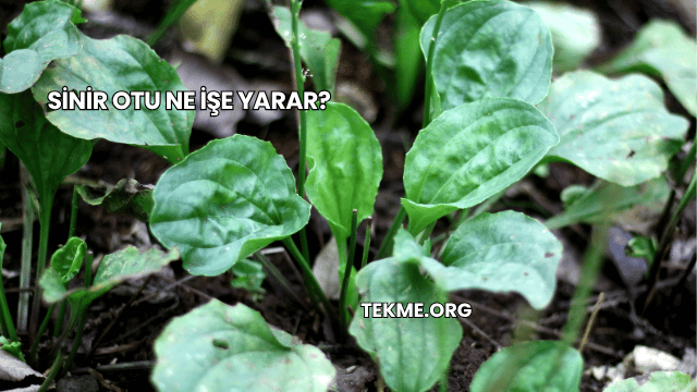 Sinir Otu Ne İşe Yarar?