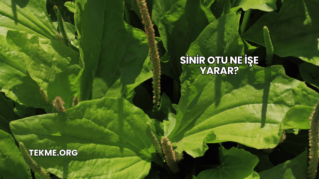 Sinir Otu Ne İşe Yarar?