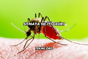 Sıtmaya Ne İyi Gelir?