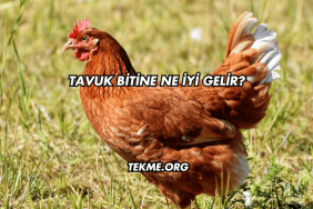 Tavuk Bitine Ne İyi Gelir?
