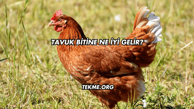 Tavuk Bitine Ne İyi Gelir?