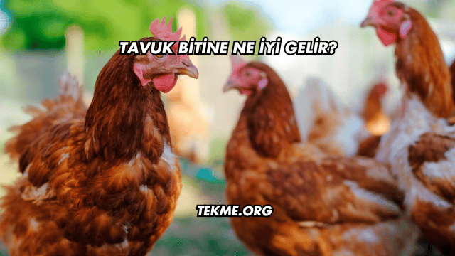 Tavuk Bitine Ne İyi Gelir?