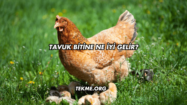 Tavuk Bitine Ne İyi Gelir?