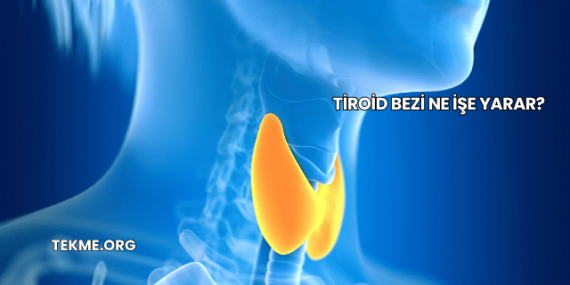 Tiroid Bezi Ne İşe Yarar?
