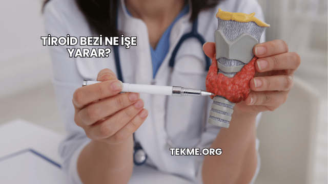 Tiroid Bezi Ne İşe Yarar?