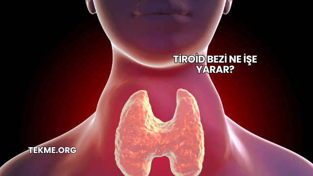 Tiroid Bezi Ne İşe Yarar?