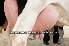 İnek Memesi Şişmesine Ne İyi Gelir?