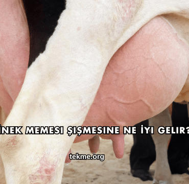 İnek Memesi Şişmesine Ne İyi Gelir?