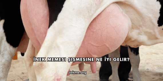 İnek Memesi Şişmesine Ne İyi Gelir?