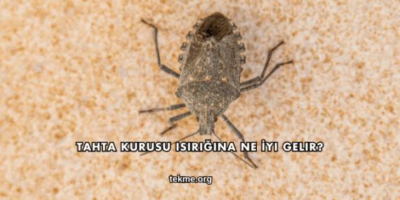 Tahta Kurusu Isırığına Ne İyi Gelir?